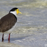 Masked Lapwing, Vanneau soldat, Fraser Islan