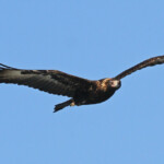 Aigle australien, Wedge-tailed Eagle, Fraser Island