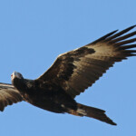 Aigle australien, Wedge-tailed Eagle, Fraser Island