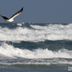 White-bellied Sea-Eagle, Pygargue blagre, Fraser Island