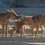Dingo sur Fraser Island