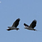 White-bellied Sea-Eagle, Pygargue blagre, Fraser Island