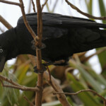 Corbeau de Torres, Rainbow beach