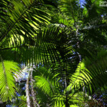 Rain Forest, Fraser Island