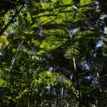 Rain Forest, Fraser Island