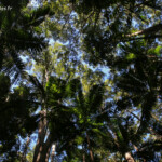 Rain Forest, Fraser Island