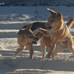 Dingo sur Fraser Island