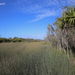 Creek sur Fraser Island