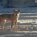 Dingo sur Fraser Island