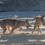 Dingo sur Fraser Island
