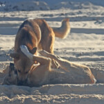 Dingo sur Fraser Island