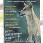 Attention aux dingos