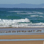 Sternes huppées sur la plage de Fraser Island