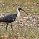 Ibis d'Austtralie, straw-necked ibis
