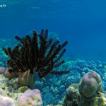 Coraux dans le lagon