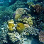 Coraux dans le lagon