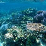 Coraux dans le lagon