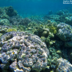 Coraux dans le lagon