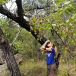 Un koala au bord du chemin