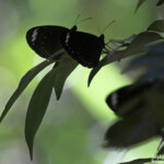 Papillons, Magnetic Island