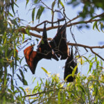 Black flying fox, Renard volant noir, Magnetic Island