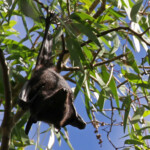 Black flying fox, Renard volant noir, Magnetic Island