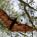 Black flying fox, Renard volant noir, Magnetic Island