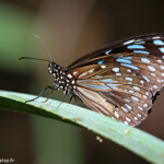 Blue tiger butterfly, Magnetic Islland