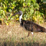 Ibis d'Australie, Magnetic Island