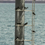 Fous bruns entre Magnetic Island et Townsville