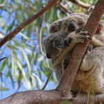 Koala, Magnetic Island