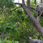 Koala, Magnetic Island
