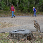 Œdicnème bridé, Magnetic Island