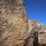 Pétrogale allié, allied rock wallaby