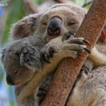 Koala, Magnetic Island