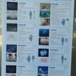 A chaque méduse sa brûlure !