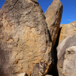 Pétrogale allié, allied rock wallaby