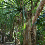 Sentier aux papillons