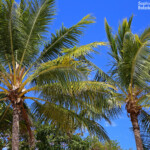 Horseshoe Bay, Magnetic Island