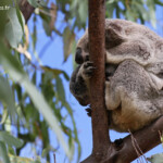 Koala, Magnetic Island