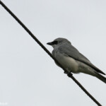 White-bellied cuckoo-shrike, échenilleur choucari, Townsville