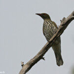 Olive-backed oriole, loriot-sagittal, Magnetic Island