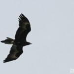 Aigle d'Australie, Magnetic Island