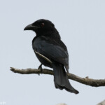 Drongo pailleté, Magnetic Island