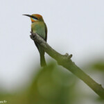 Guêpier arc-en-ciel, Magnetic Island