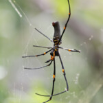 Araignée, Magnetic Island