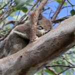 Koala, Magnetic Island