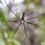 Araignée, Magnetic Island