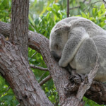 Koala, Magnetic Island