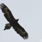 Aigle d'Australie, Magnetic Island